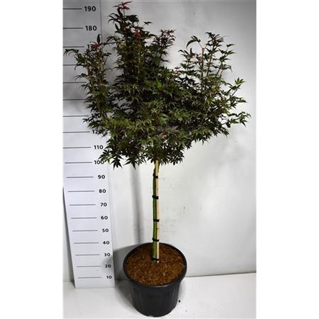 Acer Palm Skeeter's Broom On Stem