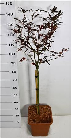 Acer Palm Skeeter's Broom