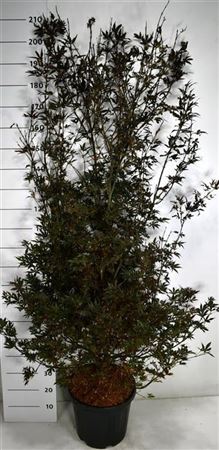 Acer Palm Skeeter's Broom