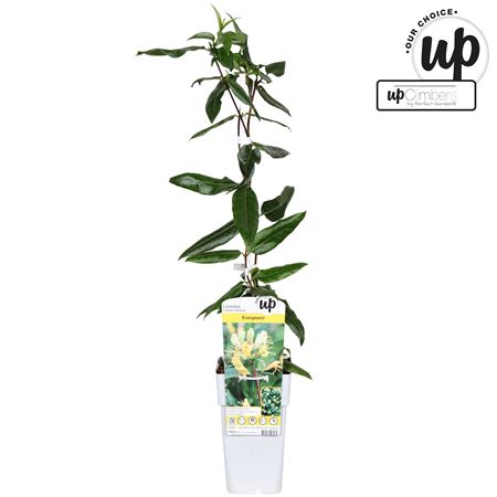 Lonicera Henryi Copper Beauty