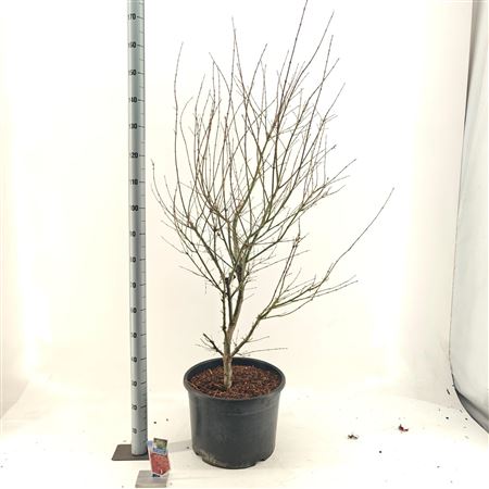 Acer Palm Jerre Schwartz