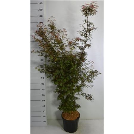 Acer Palm Jerre Schwartz