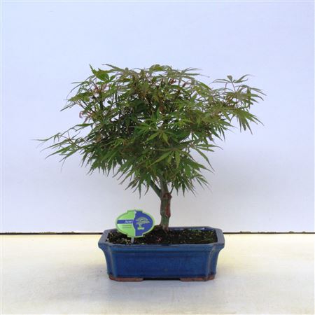 Acer Palmatum Jerre Schwarz