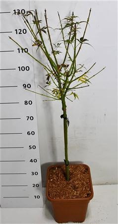 Acer Palm Jerre Schwartz On Stem