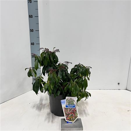 Пиерис Яп Кацура