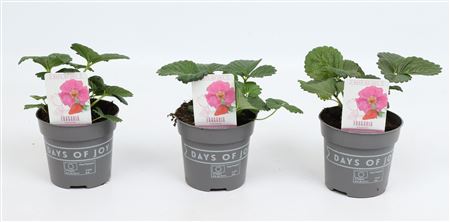 Fragaria Summer Breeze Pink