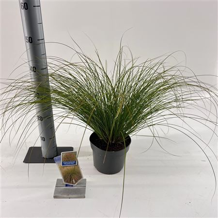 Carex Testacea Prairie Fire