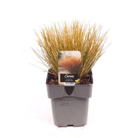 Carex Testacea Prairie Fire
