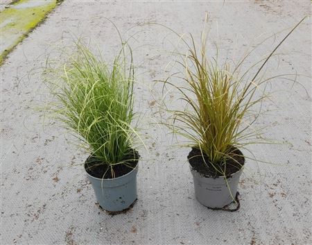 Carex Mix