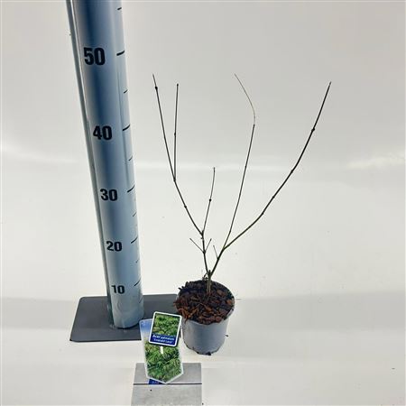 Acer Palm Emerald Lace