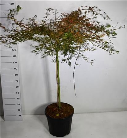 Acer Palm Emerald Lace On Stem