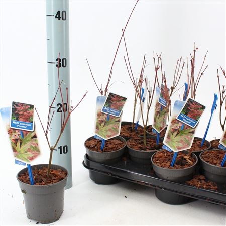 Acer Palm Phoenix
