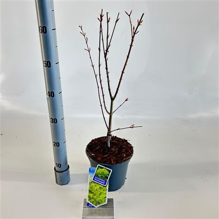 Acer Palm Summer Gold