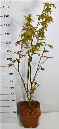 Acer Palm Summer Gold