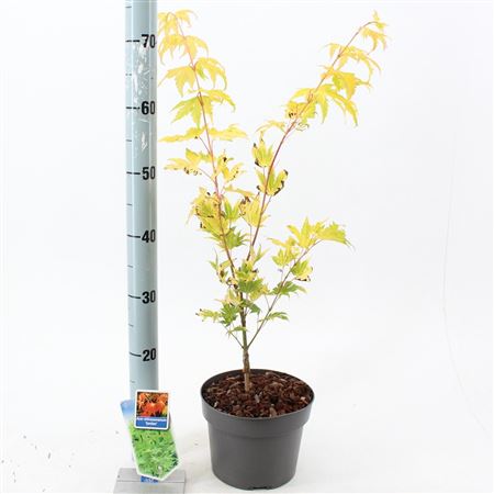 Acer Shir Jordan