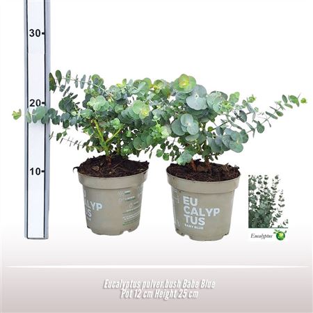 Eucalyptus Pulver Babe Blue Bush