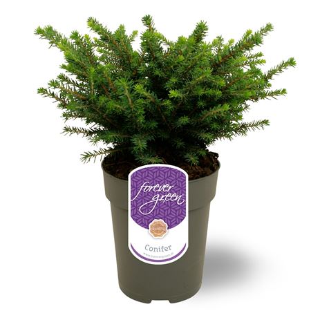 Picea Omorika Karel