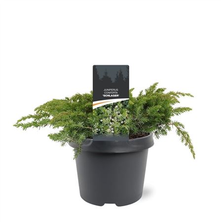 Juniperus Conf Schlager