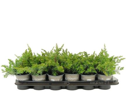 Juniperus Conf Schlager