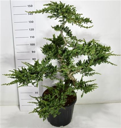 Juniperus Conf Schlager