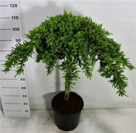 Juniperus Conf Schlager On Stem