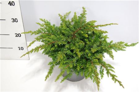 Juniperus Conf Schlager
