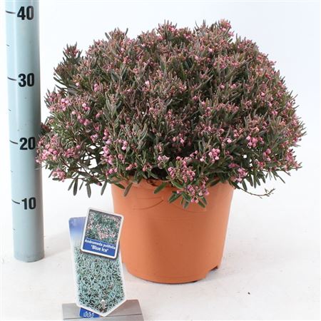 Andromeda Polifolia Blue Ice
