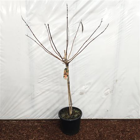 Campsis Tagliabuana Indian Summer On Stem