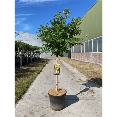 Campsis Tagliabuana Indian Summer On Stem