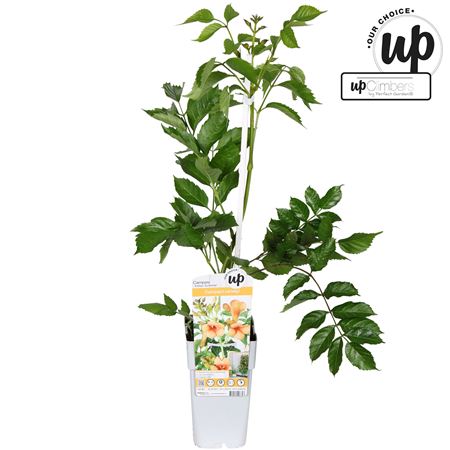 Campsis Indian Summer