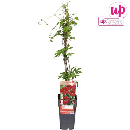 Clematis Westerplatte