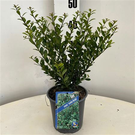 Ilex Cren Caroline Upright