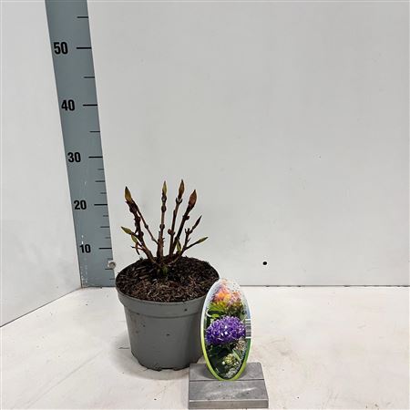 Hydrangea Ma Renate Steiniger