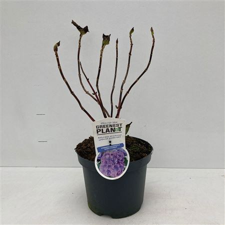 Hydrangea Ma Renate Steiniger
