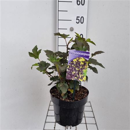Physocarpus Op Diabolo
