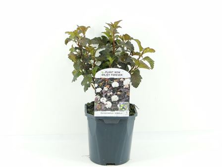 Physocarpus Op Diabolo
