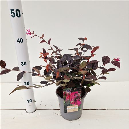 Loropetalum Chin Fire Dance