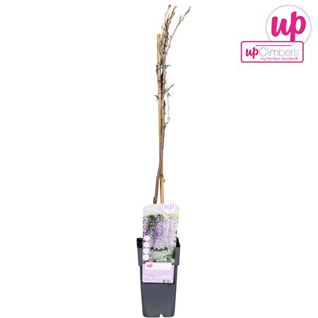 Wisteria Floribunda Naga Noda