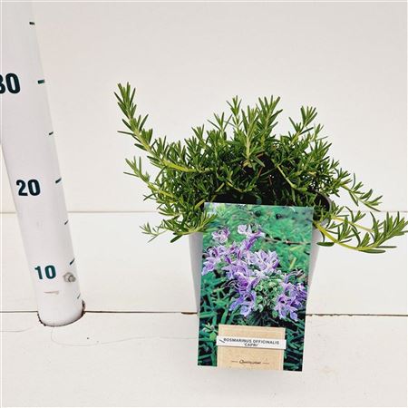 Rosmarinus Officinalis Capri