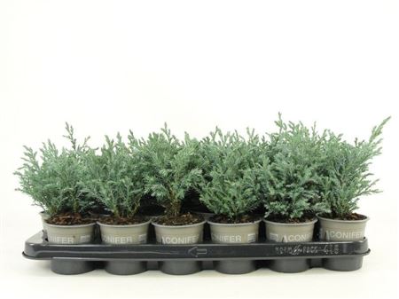 Chamaecyparis Pisifera Baby Blue