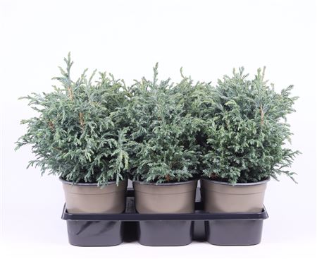 Chamaecyparis Pisifera Baby Blue