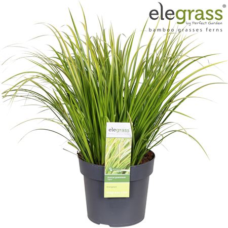 Acorus Gramineus Ogon