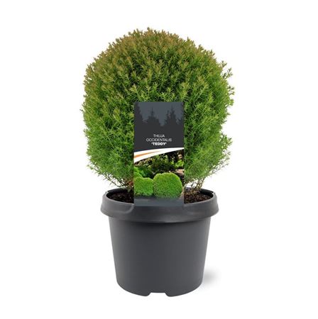 Thuja Occ Teddy