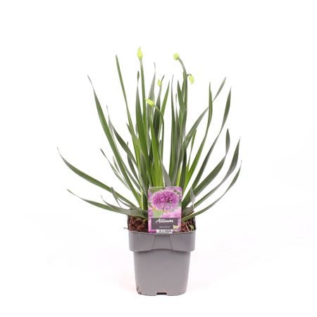 Allium Millenium