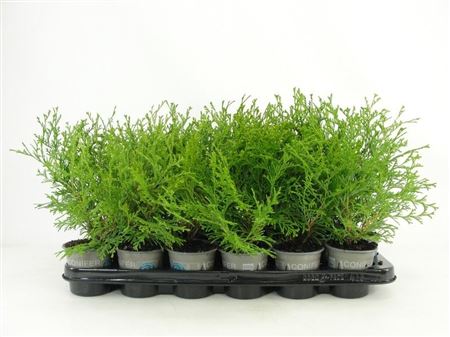 Chamaecyparis Obt Kamarachiba