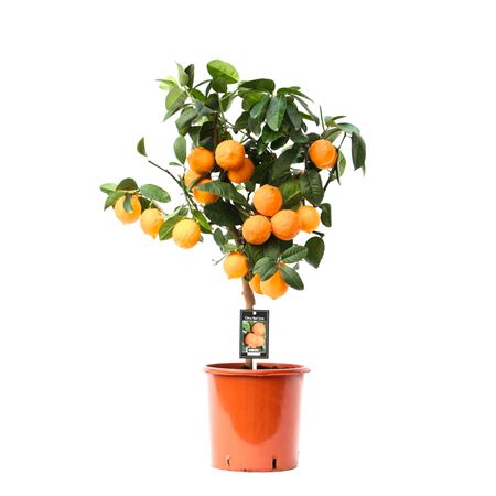 Citrus Red Lime On Stem