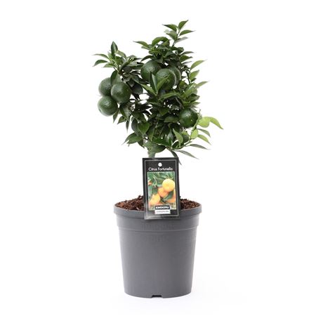 Citrus Mandarin On Stem