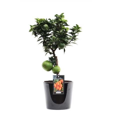 Citrus Mandarin In Ceramic Roma Black