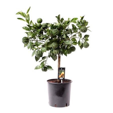Citrus Canaliculata On Stem