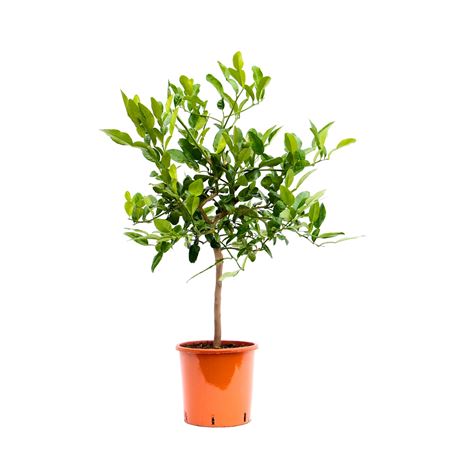 Citrus Hystrix On Stem